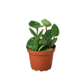 Hoya Carnosa 'Chelsea'-6" Pot